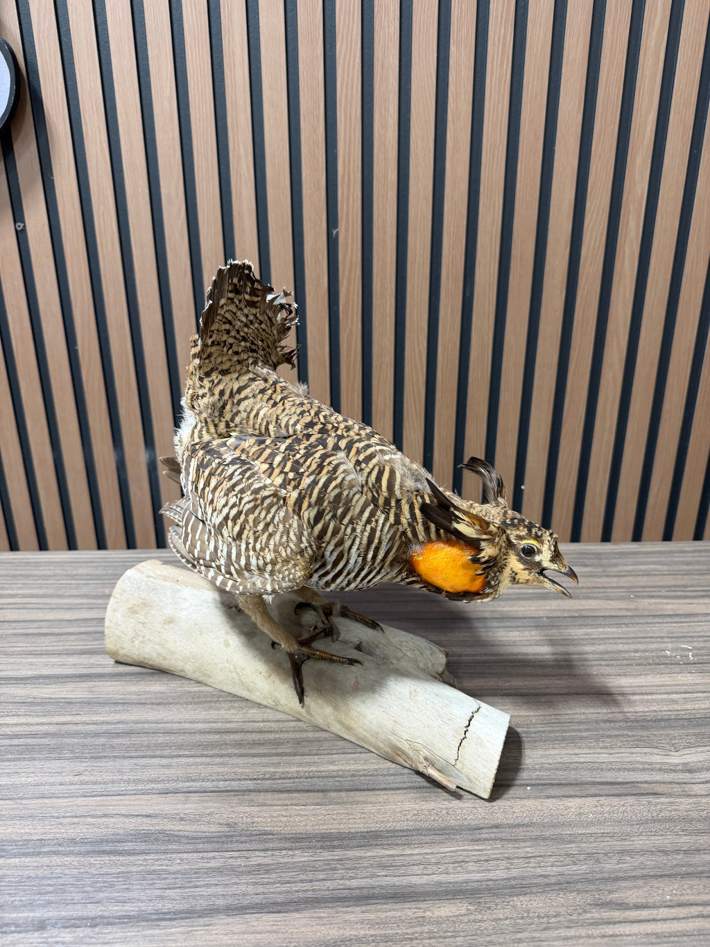 Greater Prairie Chicken Taxidermy Bird Mount For Sale