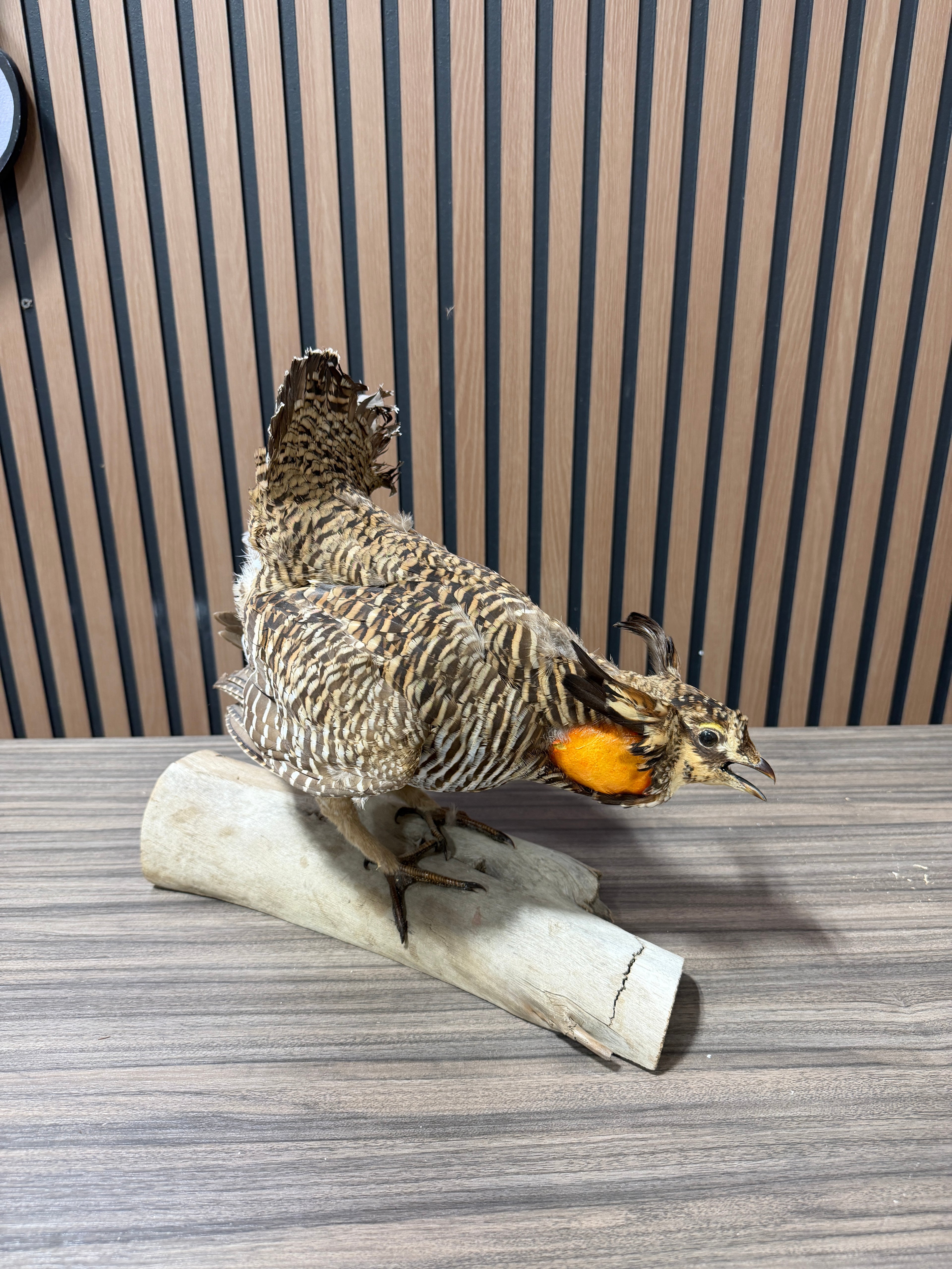 Greater Prairie Chicken Taxidermy Bird Mount For Sale