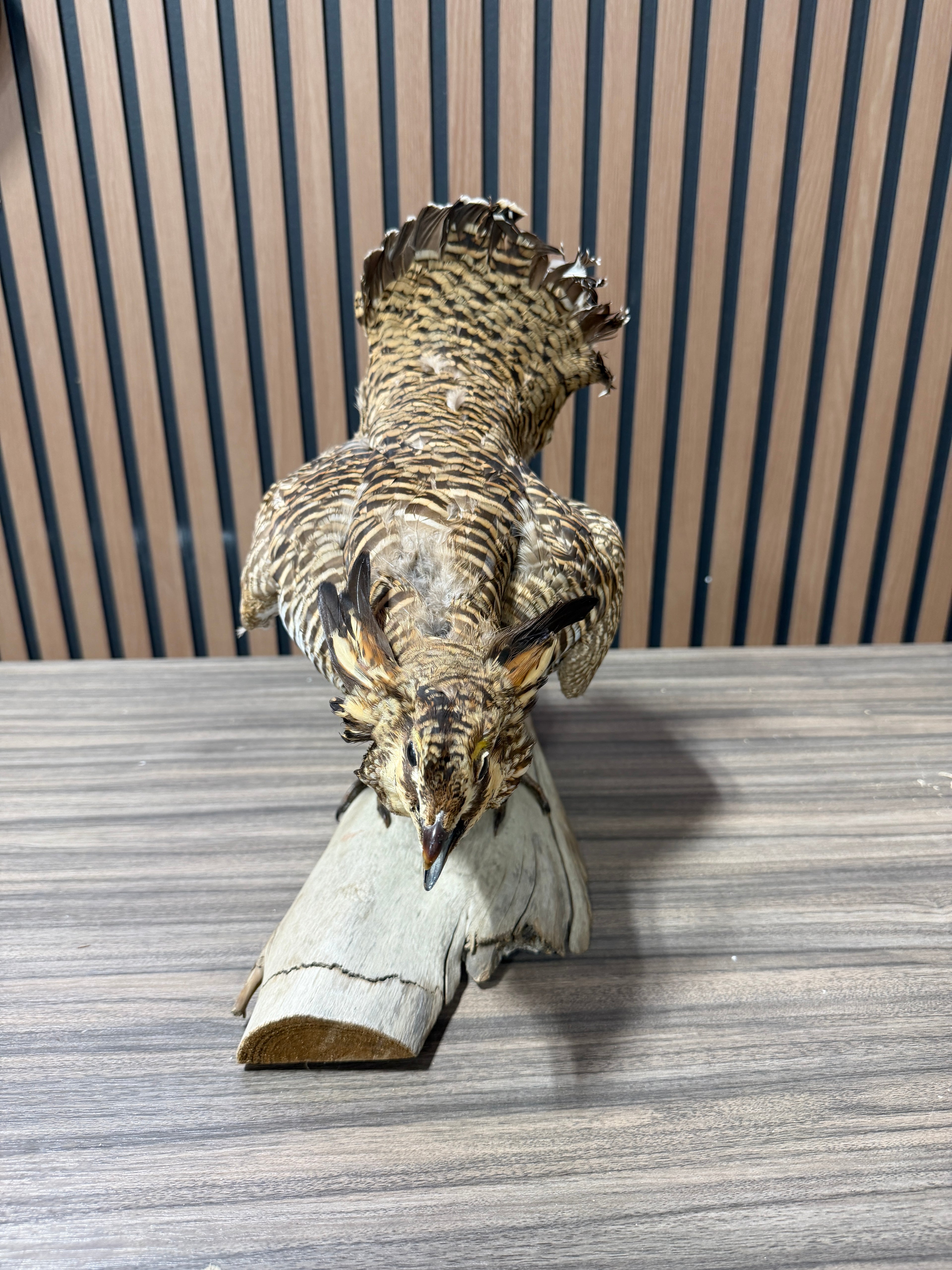 Greater Prairie Chicken Taxidermy Bird Mount For Sale