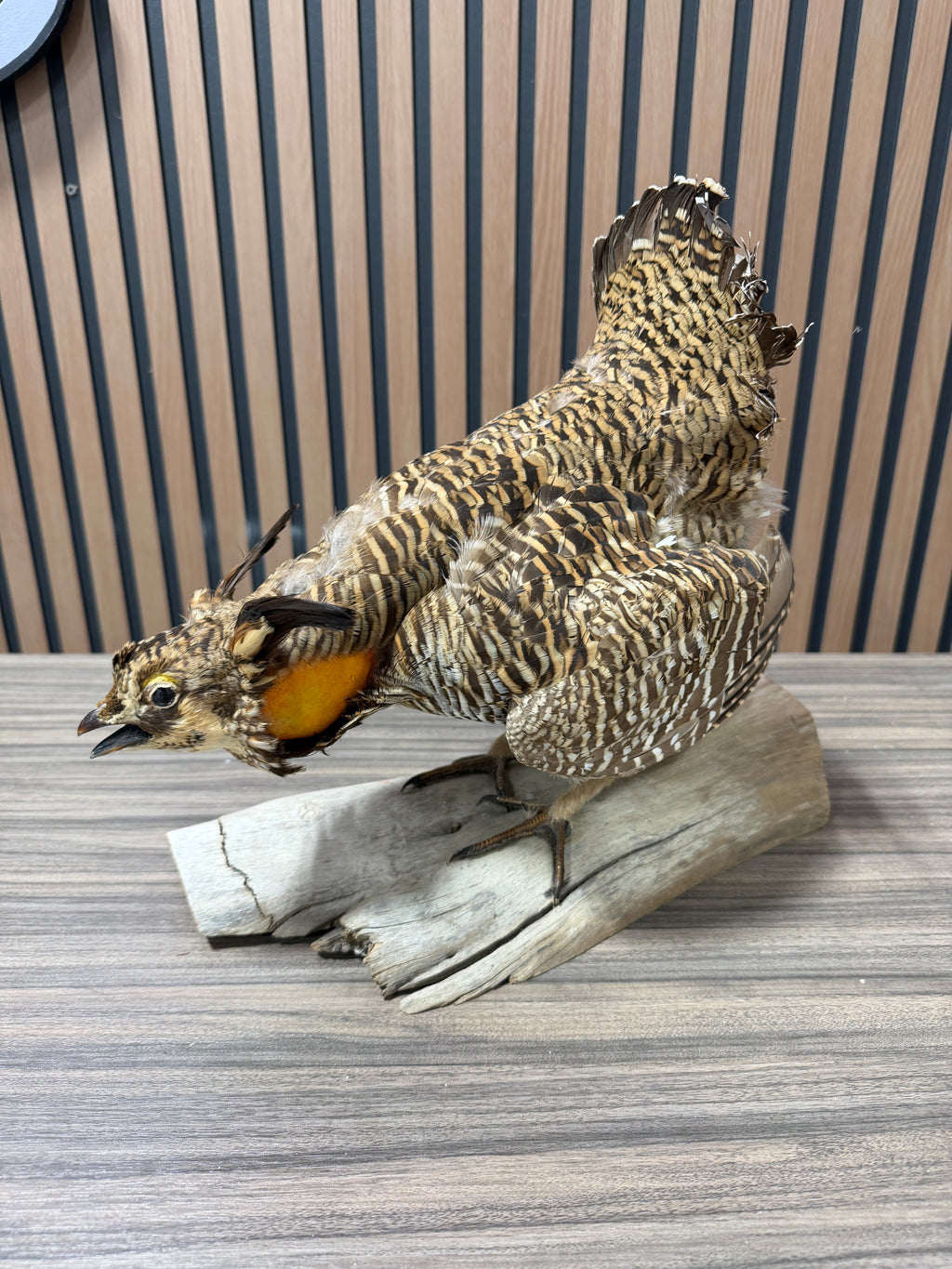 Greater Prairie Chicken Taxidermy Bird Mount For Sale