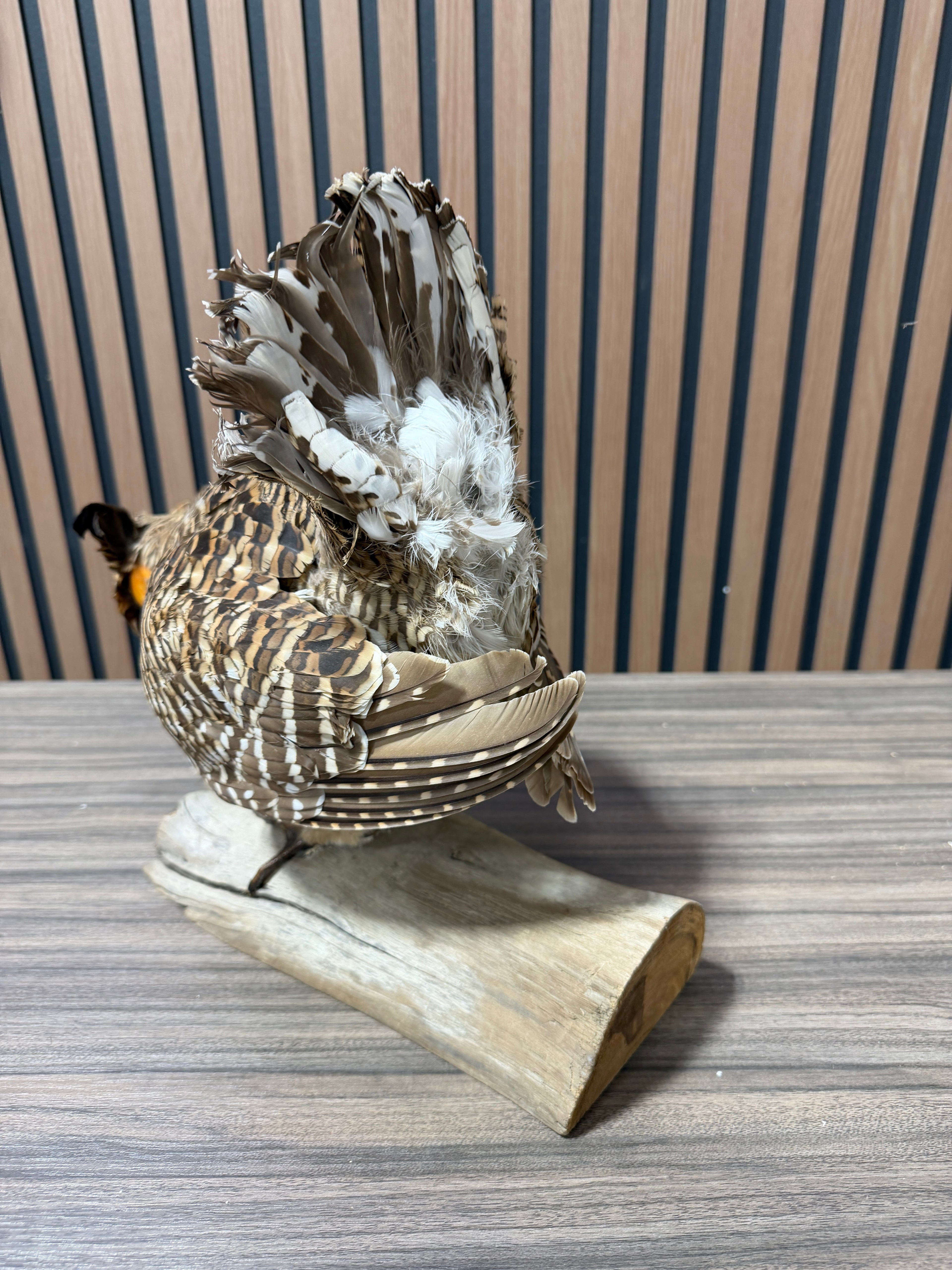 Greater Prairie Chicken Taxidermy Bird Mount For Sale